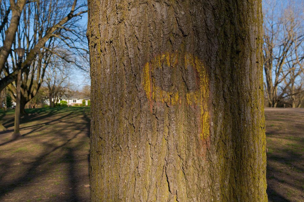 A tree with the number 9 painted on its bark in Irving Park in the Irvington neighborhood of Portland, Oregon in April 2017