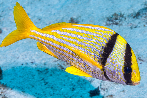 scuba diving tropical reef fish underwater macro macrophotography sea ocean holidays vacation summer sun beach relaxation coral fauna wildlife wild colorful geotagged science scientific name taxonomy travel sustainable ecotourism life aquatic beauty beautiful planet earth mother nature animal closeup biology id identification maritime souvenir living world favorite national geographic natural naturally landscape digital slr free padi fishporn rare saltwater turquoise blue conservancy dive quality escapade tourism scenery wet pixel wetpixel outside outdoors ngc