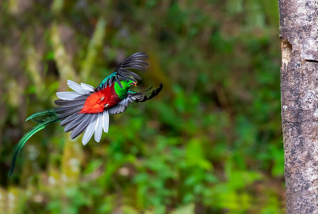 AEI_0001. Quetzal. Costa Rica
