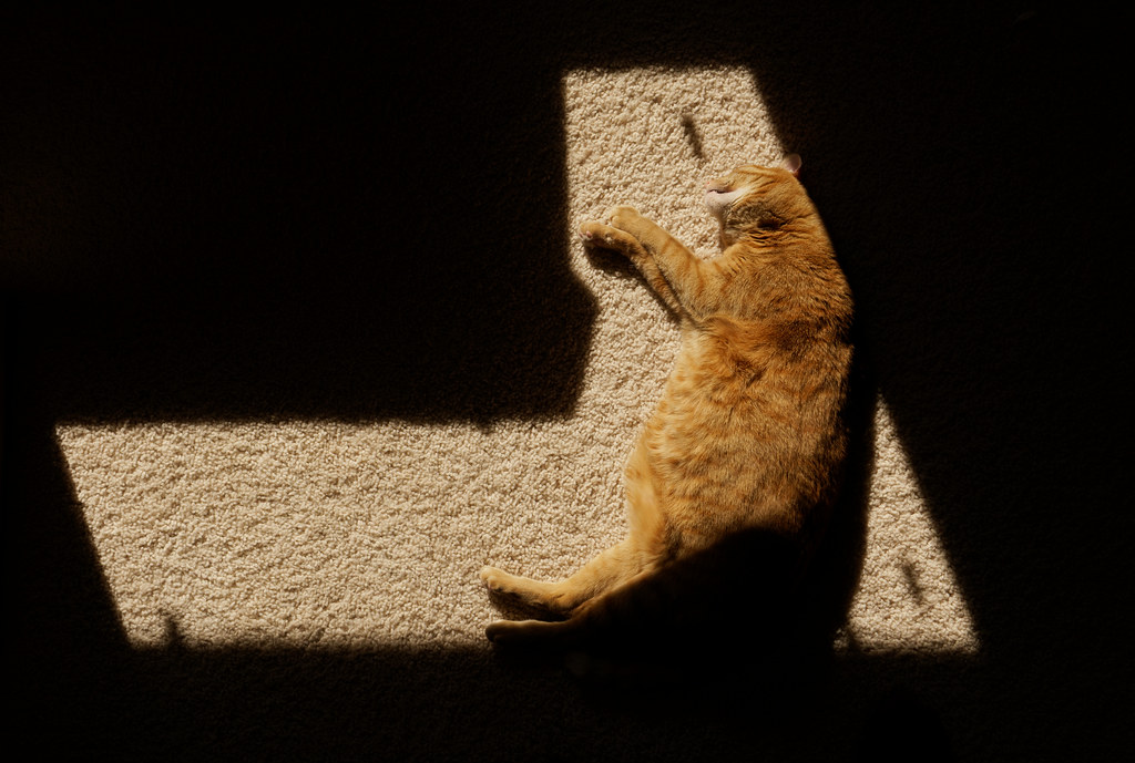 Our cat Sam sleeps in sunbeams on the carpet near a back window on March 24, 2019. Original: _DSC6238.ARW