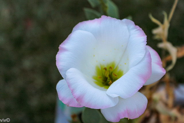 Pink tipped white Lisianthus flower in our garden