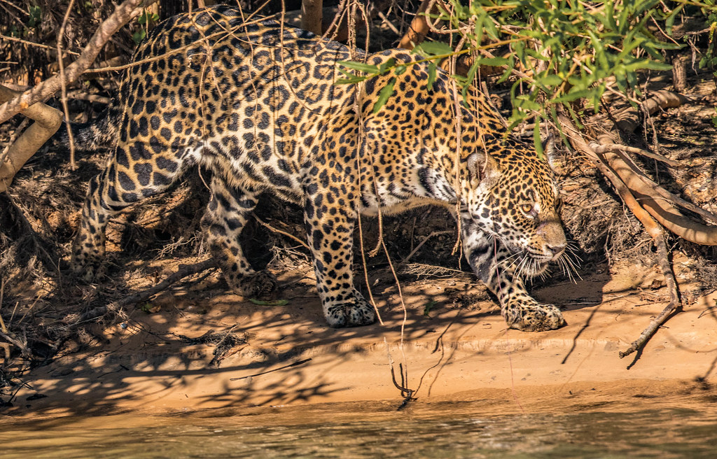 Jaguar on the hunt in the Pantanal