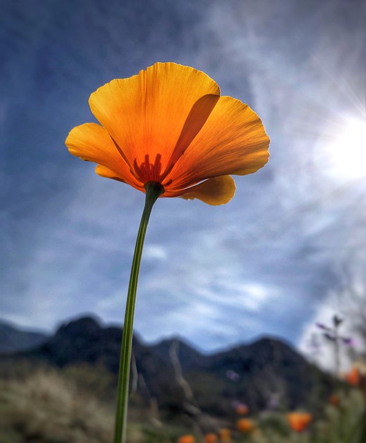 Sonoran Desert Spring, Mexican Gold Poppy
