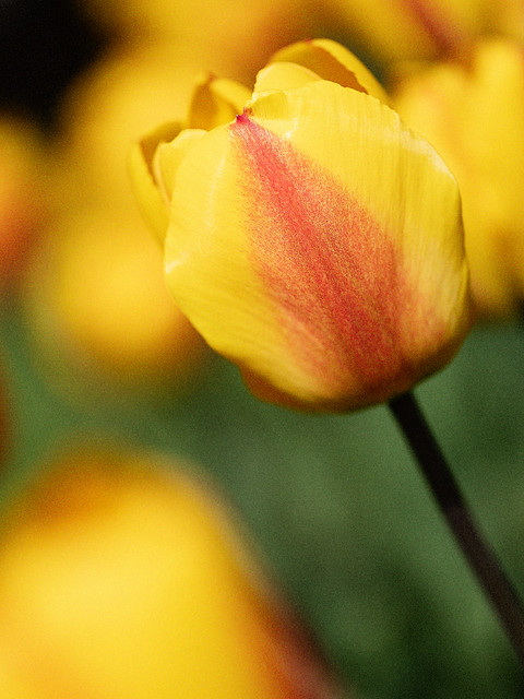 Fête de la Tulipe- Morges