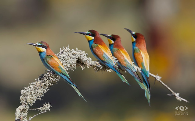 pic 5/5: The last Shot: Birds of a feather flock together: Bienenfresser (Merops apiaster)  -  Bee-Eater      ·  ·  ·   (5D412343)