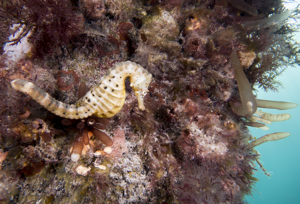 Hippocampus abdominalis seahorse