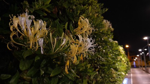 Samsung Galaxy S10 Plus - Cámaras principales | by Kisara_89