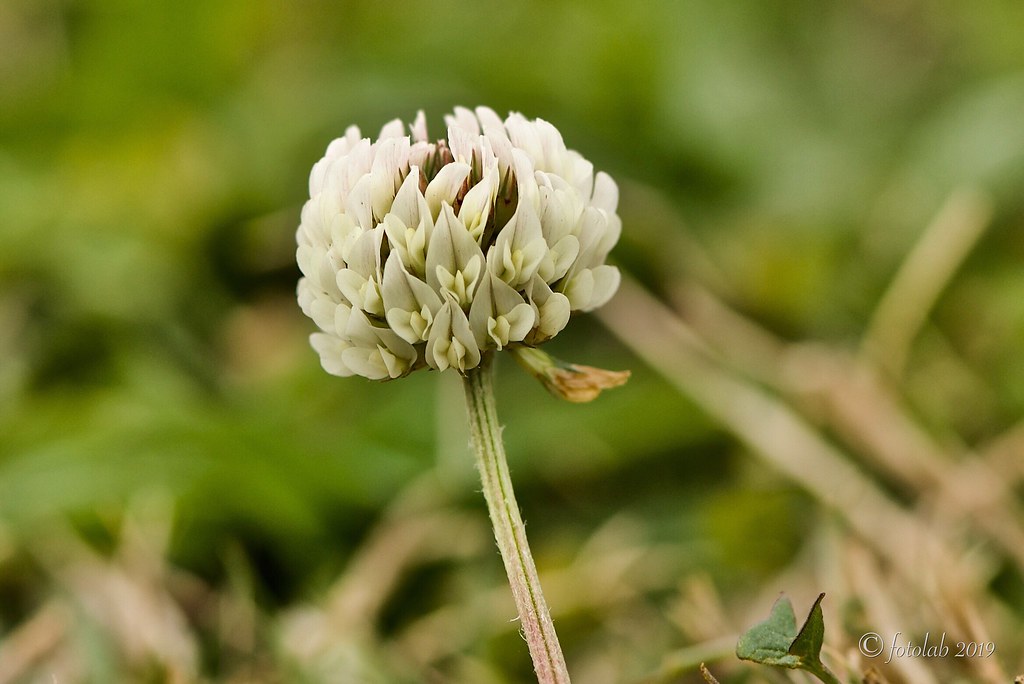 Trébol blanco, (Trifolium repens).