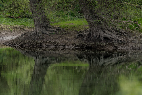 wurzeln stamm holz baum bäume weiden weide auenwald wald altrhein natur frühling spiegelung wasser fluss gewässer grün