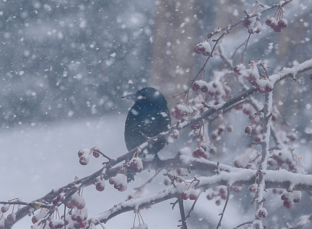 Purple Grackle in the snowy Crab apple trere