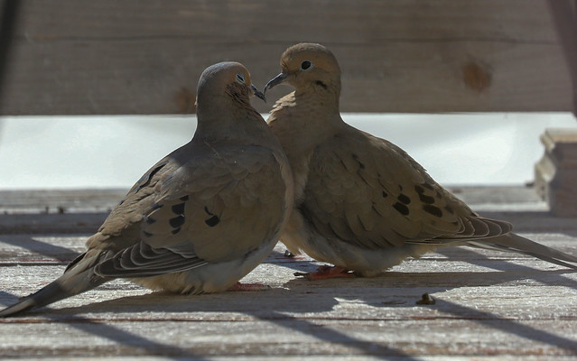 Pair of Mourning Doves4