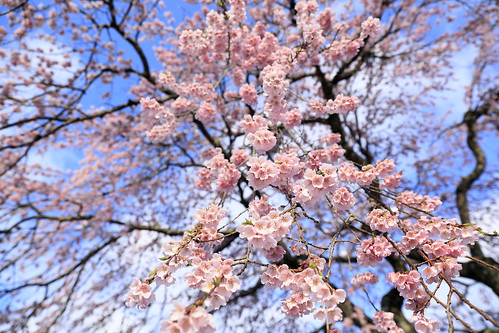 sakura weepingcherryblossoms 2019 spring flowers
