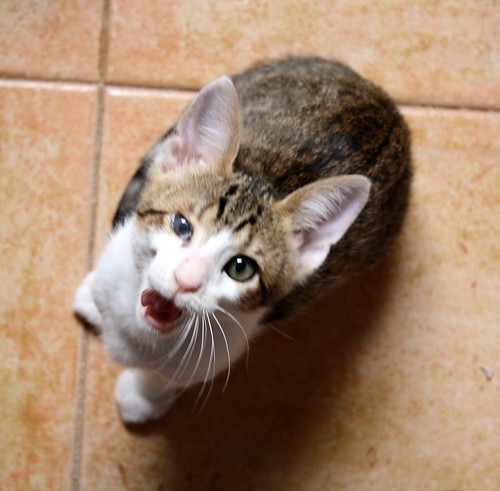 Platero, gatito blanquipardo dulce y guapo nacido en Enero´19, en adopción. Valencia. ADOPTADO. 33768473698_0532649fdc