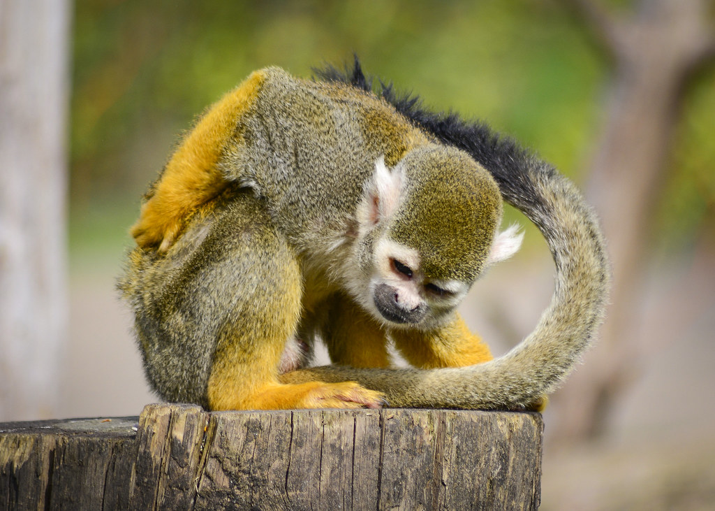 squirrel monkey 2