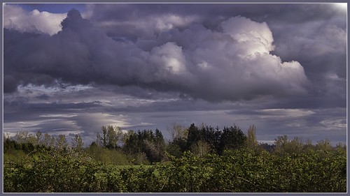 landscape tree trees sky cloud dramaticsky field farm blackberrybushes