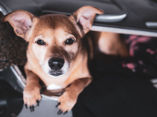 (16 of 52) Carryon Captain | by Naughty Daschund