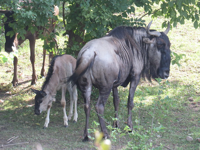 wildebeest calf with mother