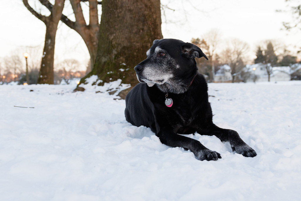 Our dog Ellie sits in the snow after the sun set in Irving Park in the Irvington neighborhood of Portland, Oregon