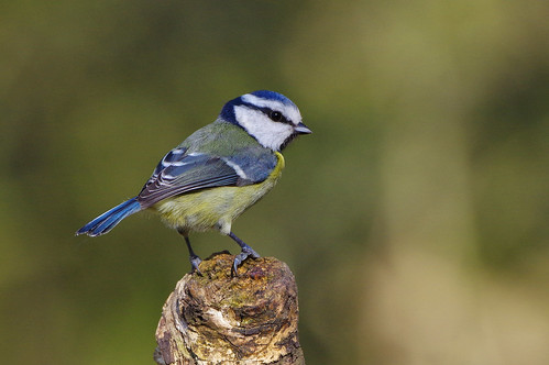 wild bird wildlife nature northamptonshire oundle barnwellcountrypark woodland bluetit cyanistescaeruleus