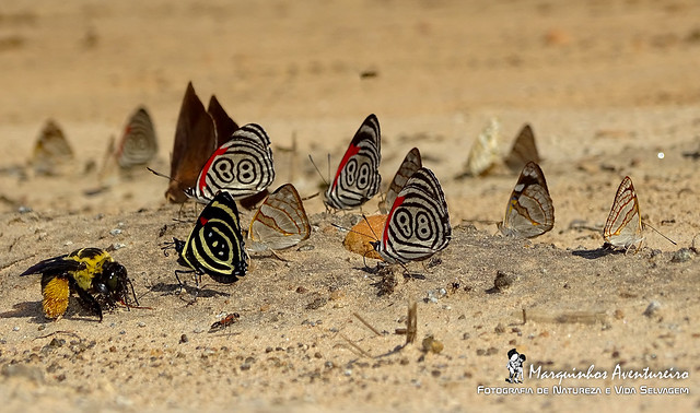 Panapana de Borboletas (rabble of butterflies)