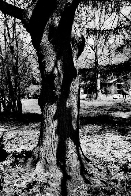 WK#91 Tree Shadows