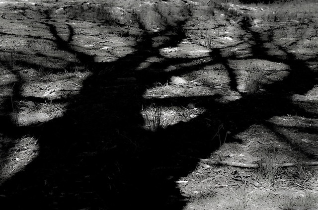 WK#91 Tree Shadows