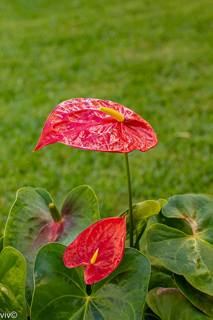 Red twin Anthurium flowers in our garden