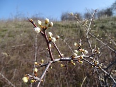 Prunus spinosa - Schlehe, knospig