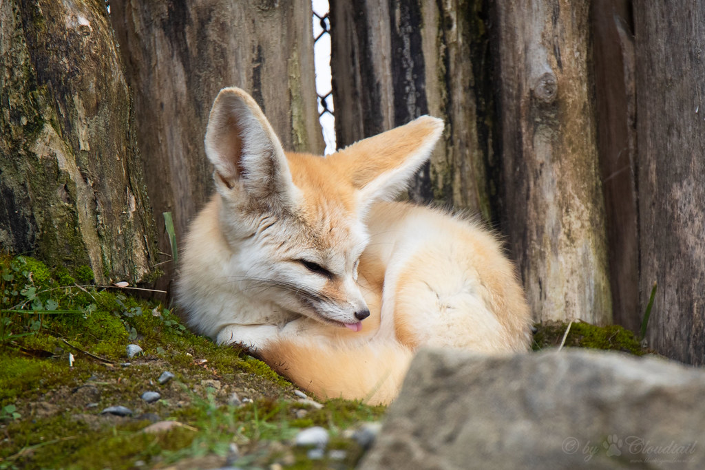 Fennec