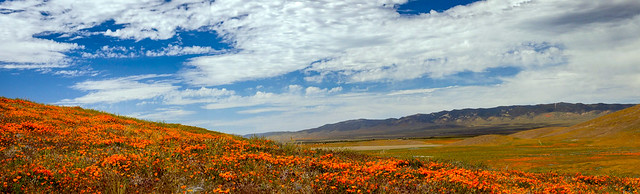 Poppy Fields - Antelope Valley, CA