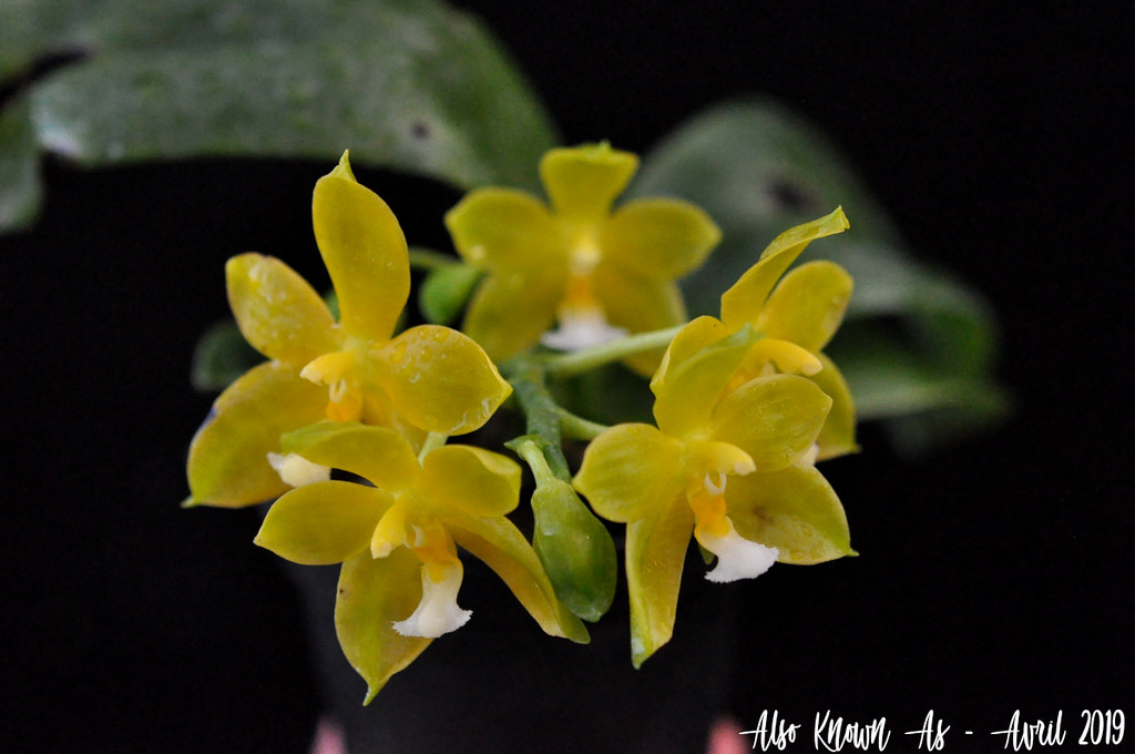 Phalaenopsis Yungho Gelb Canary x mannii f. flava 33793111068_1a00a5d236_b