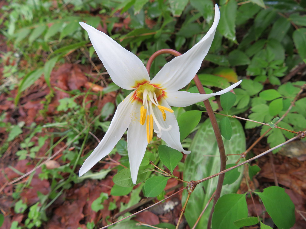 Fawn Lily