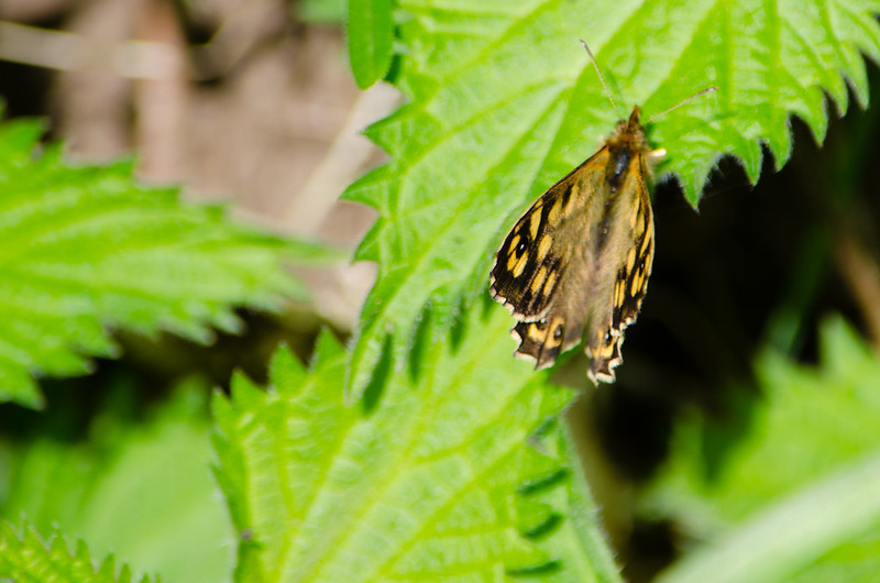 Speckled wood flapping wings, resting on nettle leaf