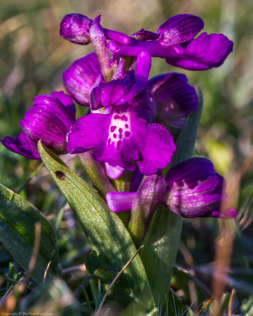 Green-winged Orchid (Anacamptis morio) | Green-winged Orchid… | Flickr
