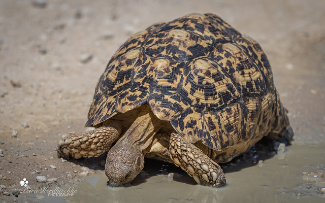 Turtle-Kalahari