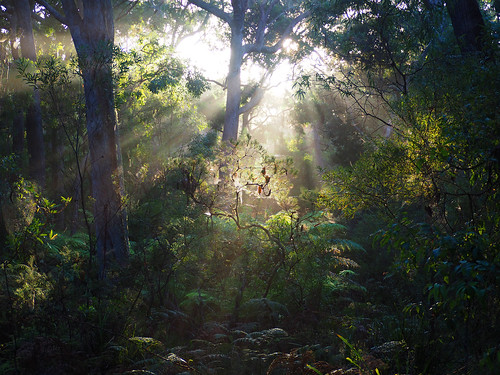 kaptainkobold wood forest sunlight morning dawn sunrise sunbeams weather nsw budderoo australia plants green trees nature light