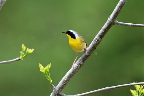 Common Yellowthroat (Geothlypis trichas) male | by hbvol50
