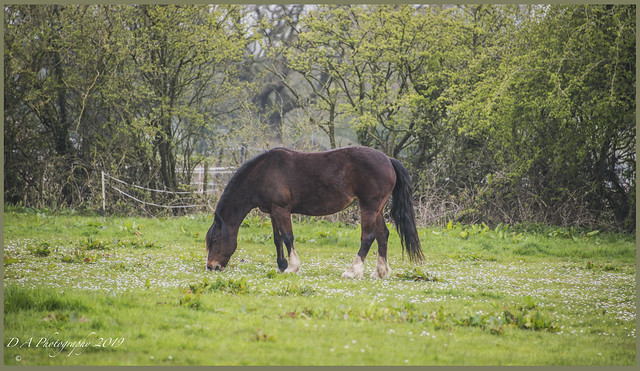 Horse in the Landscape DSC_2919