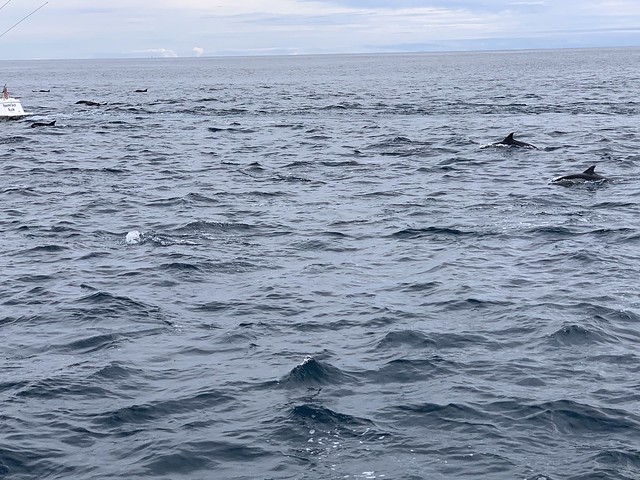 Ocean Institute Dolphin Cruise, Dana Point, CA during April, 2019