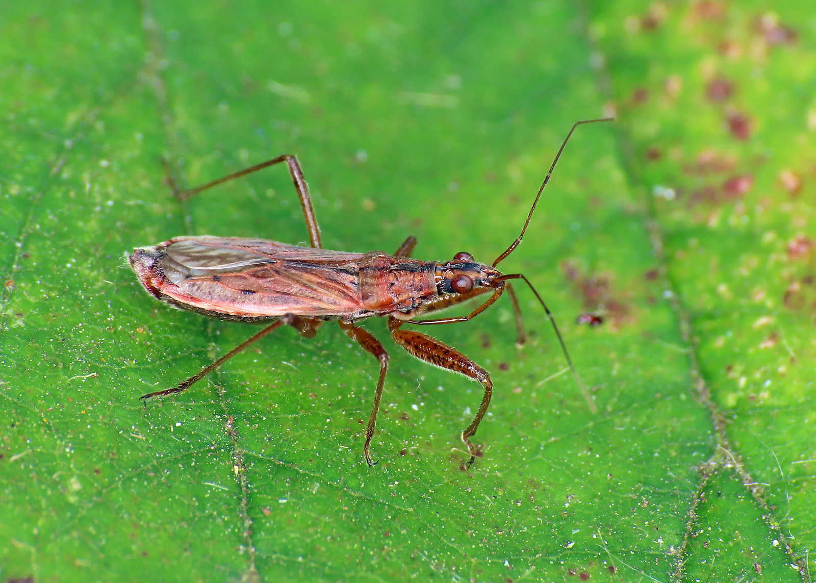 Common Damselbug - Nabis rugosus