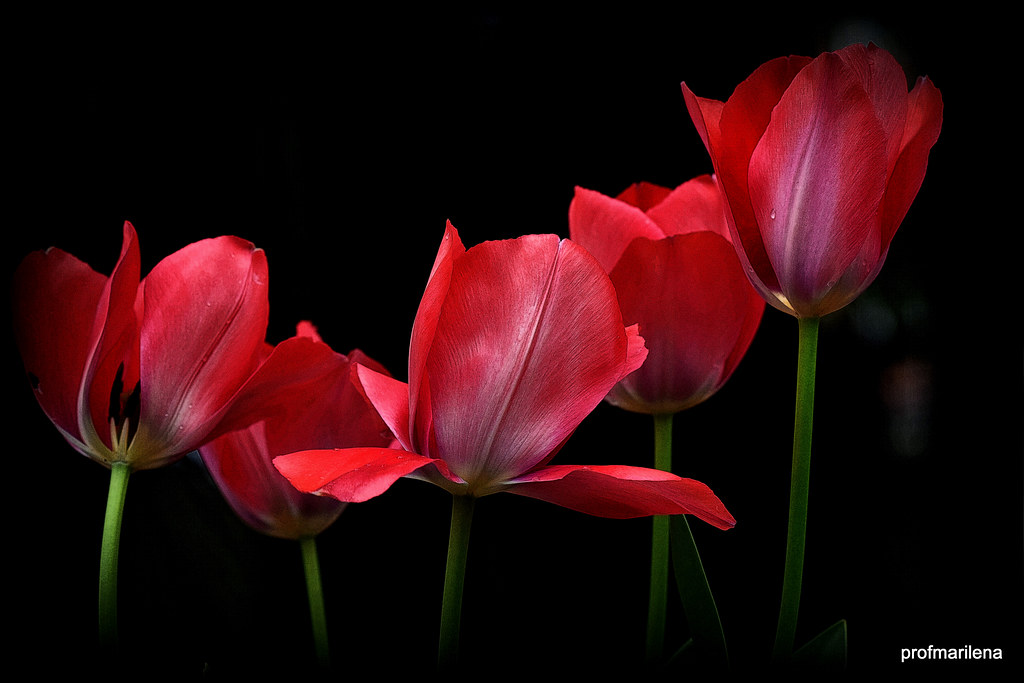 2019-04-245 my red tulips after rainy days , artwork