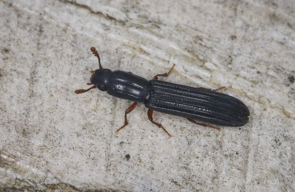 Ironclad Beetle - Colydium elongatum | National Trusts Natur… | Flickr