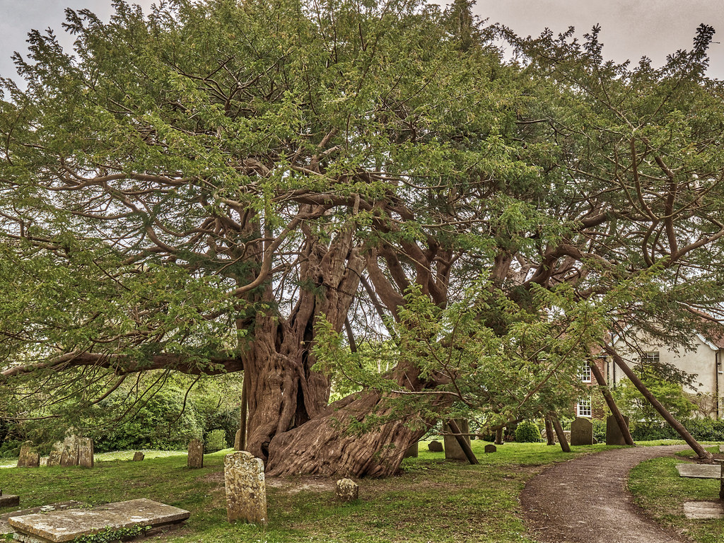 Yew Tree | Taxus baccata This ancient Yew tree in Wilmington… | Flickr