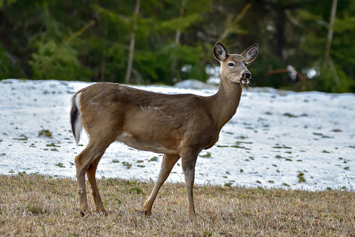 Cerf de Virginie | by pascalroussy