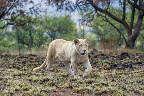 lion big wild cat female lioness white young walking pacing portrait paw savanna grass tree lanscape lionsafaripark johannesburg southafrica nikon d5