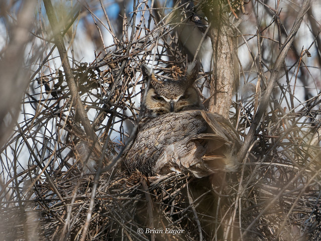Great horned owl female on nest