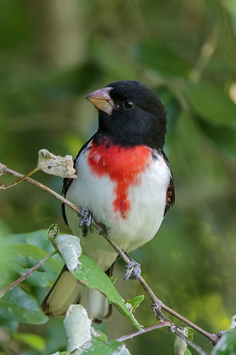 Rose-breasted Grosbeak