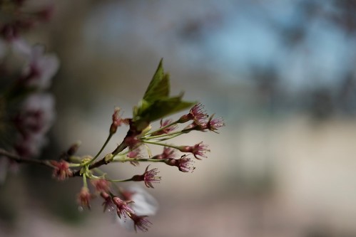 平成最後の桜は美しく