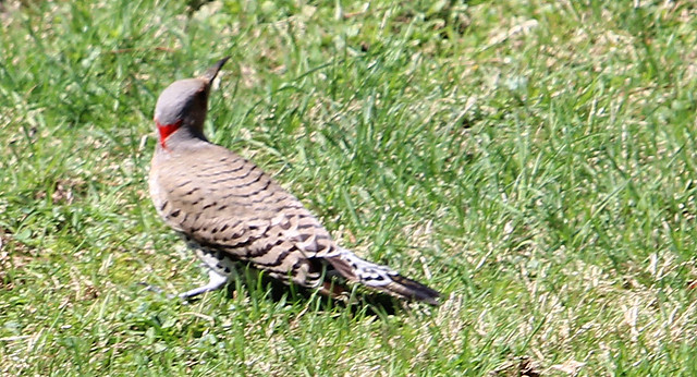 woodpecker - 4/24/19