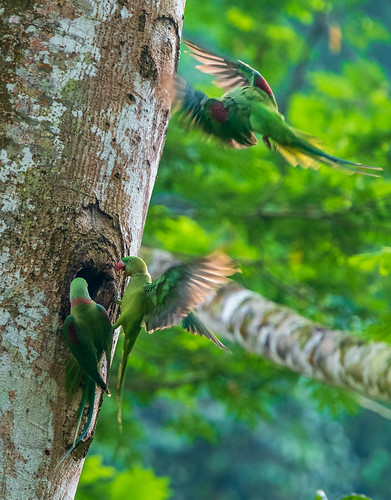 regenwoud srilanka unescowerelderfgoed grotealexanderparkiet sinharaja alexandrineparakeet psittaculaeupatria unescoworldheritage mataradistrict